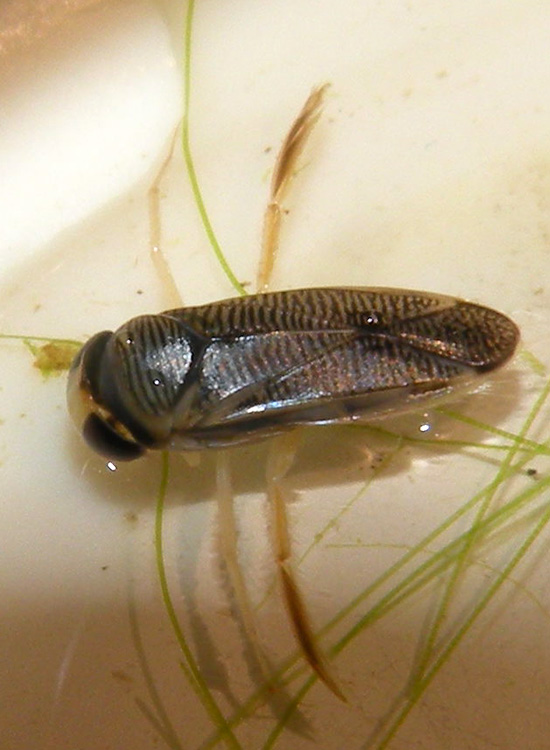Corixidae Corixinae
